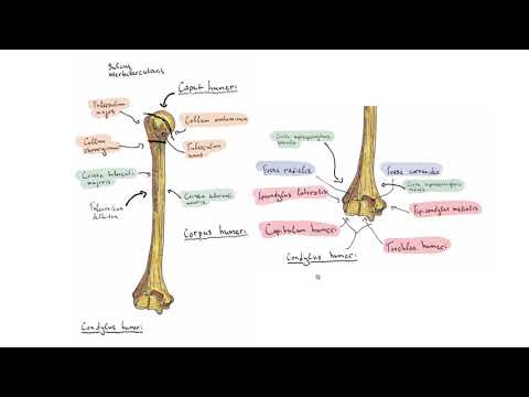 Видео: Кости на раменния пояс – Cingulum membri superioris (5:21) ┃teoriyata.com