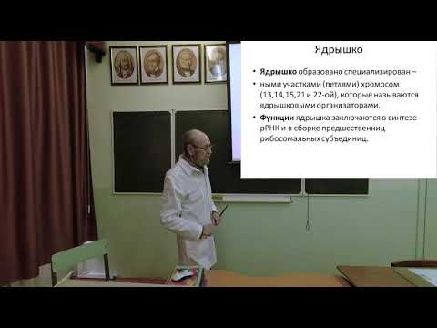 Видео: Ядро клетки. Клеточный цикл