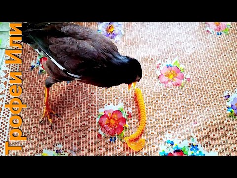 Видео: ЛУЧШАЯ ПРИМАНКА ДЛЯ РЫБАЛКИ НА ХИЩНИКА,ПРОВЕРЕНО И ОДОБРЕНО// БОЙ С ТЕНЬЮ- 3 