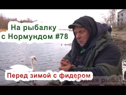 Видео: Перед зимой с фидером. Ловим редкую рыбу! На рыбалку с Нормундом #78