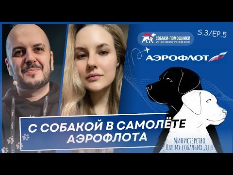 Видео: Путешествия с собакой самолётом Аэрофлота. Нюансы и тонкости