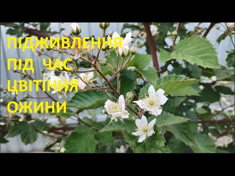 Видео: ЦВІТЕ ОЖИНА  -  ЧИМ ПІДГОДУВАТИ ДЛЯ ЩЕДРОГО УРОЖАЮ