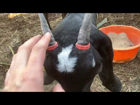 Видео: Обезроживание коз резинками.