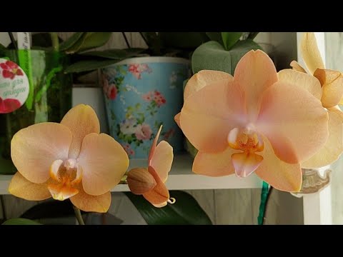 Видео: ЦВЕТЕНИЕ в июне. ЛегаТТо зацвела - интрига раскрыта. Продала Пинк Дрим -зачем?