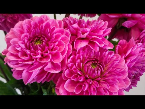 Видео: Три рабочих дня / тяжелый август / БУДНИ ФЛОРИСТА