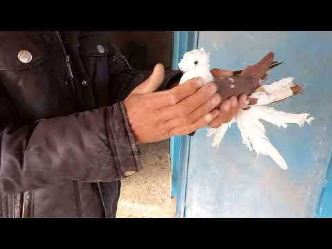 Видео: Сельские бойные голуби в селе Александрия !!!