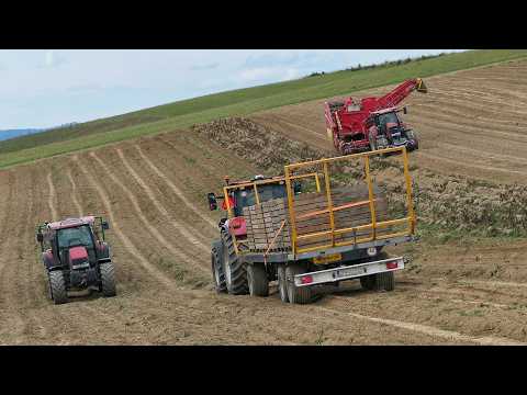Видео: Сложная Уборка Картофеля 2025 на Склоне с Техникой Case IH, Grimme, Pronar и Wielton