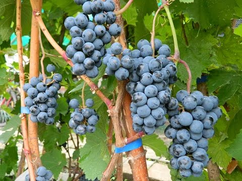 Видео: Технические сорта винограда 2015. Часть 1 (Technical grapes 2015. Part 1)