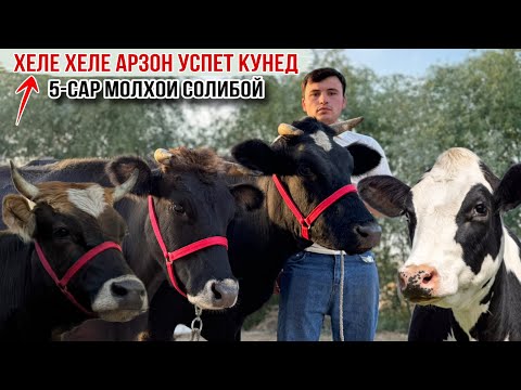 Видео: ХЕЛЕ АРЗОН 5-САР МОЛХОИ СОЛИБОЙ УСПЕТ КУНЕД АРЗОН  25 октября 2025 г.