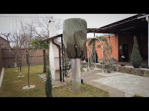 Видео: Укрытие Пальм на Зиму, Новый Способ, Зона 6Б! Palme einpacken Winterschutz Bonsaina