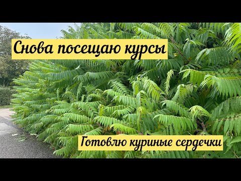 Видео: Посещаю снова курсы/ готовлю быстрый ужин/ куриные сердечки