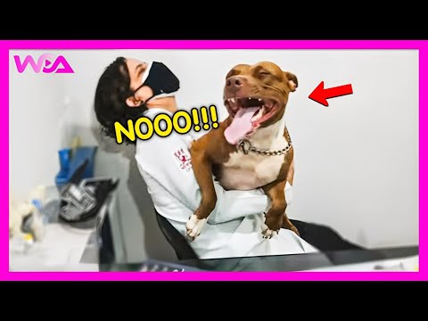 Видео: «Храбрая» собака отреагировала, когда узнала, что идёт к ветеринару! 🤣 (Часть 2) | Собаки слишком...