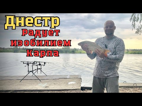 Видео: Днестр радует изобилием Карпа.#fishing #рыбалка #carpfishing