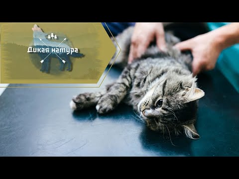 Видео: По дороге "на радугу": усыпление домашних животных