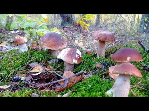 Видео: Не поверил собственным глазам! Monster white mushroom. Глухие места природы!