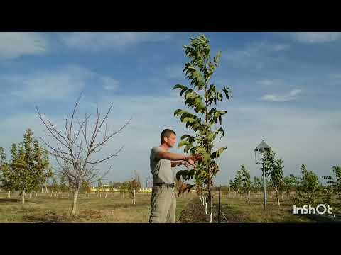 Видео: Лучшие мировые сорта грецкого ореха на втором году сада. Промежуточные результаты формировки лидера.