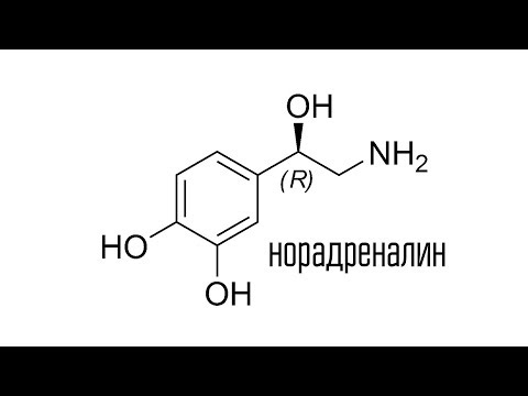 Видео: Норадреналин - Стань Хищником