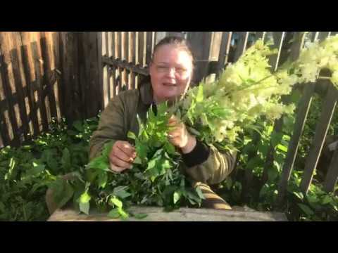 Видео: Чай из таволги