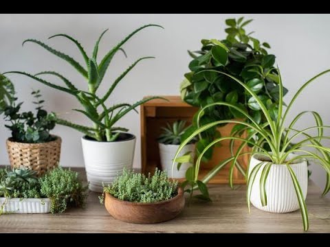 Видео: Энг фойдали хона гуллари