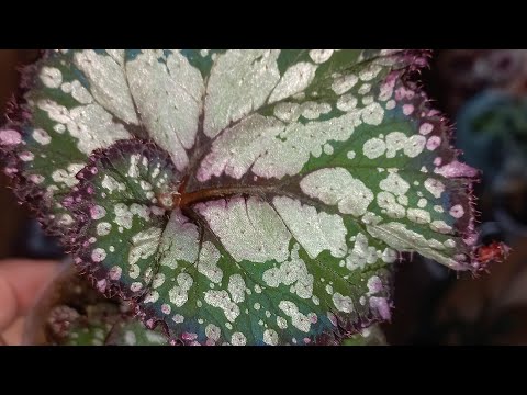 Видео: Посылочка с бегониями из г. Феодосия от Татьяны👍😍❤️