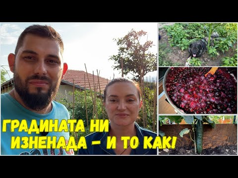 Видео: ЖИВОТ НА СЕЛО: Градинска лудница! Краставици, чушки, зеле и още – всичко накуп! 😲🌿