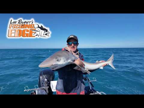 Видео: Рифовые края и губаны = мармеладные и стайные акулы в открытом море