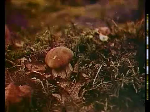 Видео: Фильм "Унья – красавица уральская" (реж. Заплатин М.А., 1967 г.)