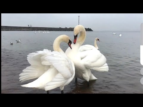 Видео: Валерий Ободзинский, невероятно красивый голос:Белые крылья,Мелодия,Анжела,Эти глаза напротив.Ал-м 1