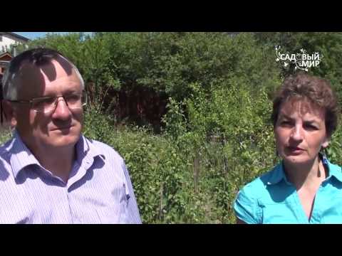 Видео: Прививка сирени  На одном растении несколько сортов.Сайт "Садовый мир"