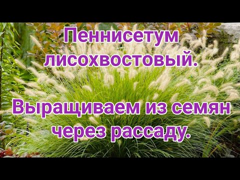 Видео: Пеннисетум лисохвостовый.  Выращиваем из семян через рассаду