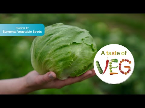 Видео: Oтглеждане на салати тип айсберг