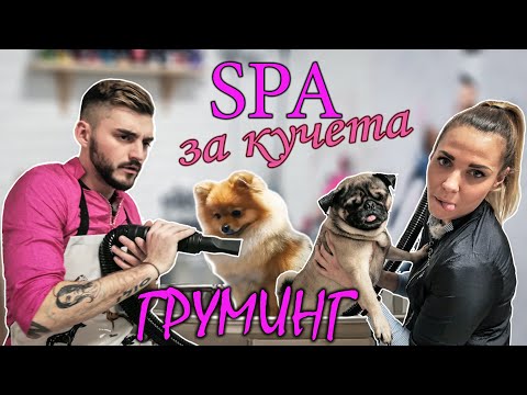 Видео: Епизод 3: SPA за кучета - Груминг