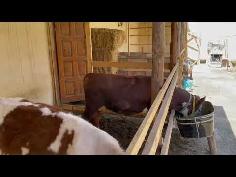 Видео: Boqiladigan simental va grimfordlar #rejisasthamcottanewmessage #нархлари #рек 