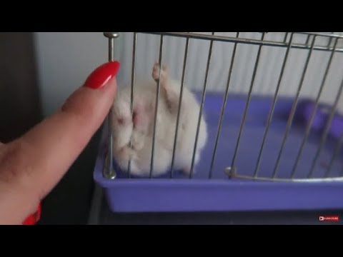 Видео: ПОЛГОДА НЕ УБИРАЛА У ХОМЯКА