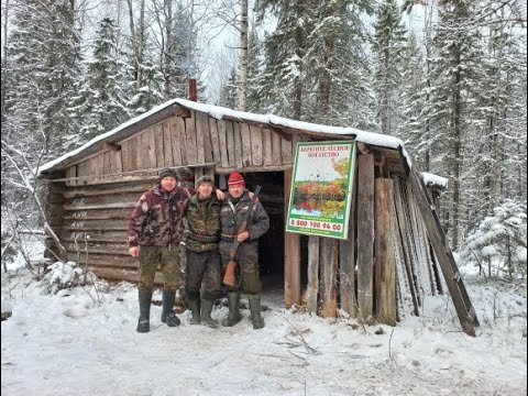 Видео: ВОЛКИ ВЫШЛИ ПРЯМО НА НАС!СОБАК ЕЛЕ УБЕРЕГ!ОХОТА НА ЛОСЯ.18+