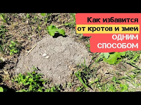 Видео: Как избавится от кротов и змей на участке? Воспользуюсь одним способом / Огород дяди Вовы