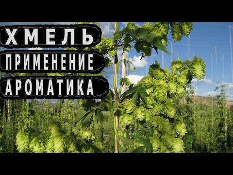 Видео: Хмель. Применение. Ароматика