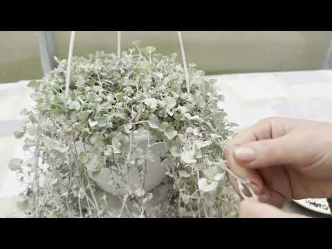 Видео: Насенне з дзіхондры