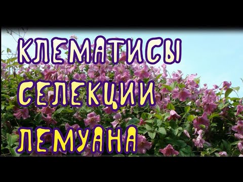 Видео: Клематисы селекции Лемуана