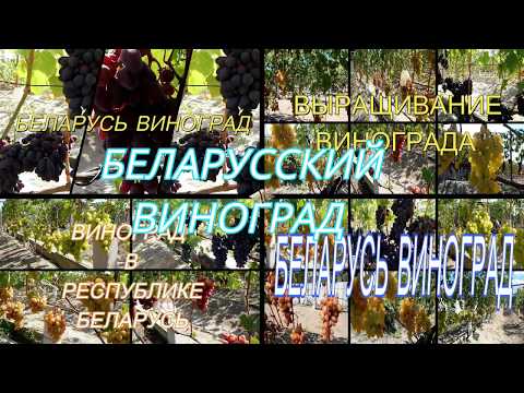 Видео: Типы шпалер, на моём винограднике.