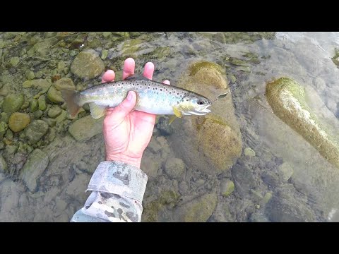 Видео: Ловлю форель в Карпатах.Ночую в лісі.