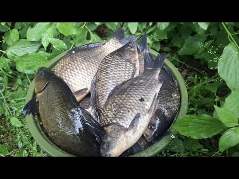 Видео: Надубасив КАРАСІВ ЛАПТІВ на БОЛОТІ пішла Роздача!!!