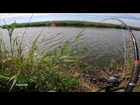 Видео: Этот водоем кишит рыбой!Попали на раздачу рыбы ! Жор сазана в августе.