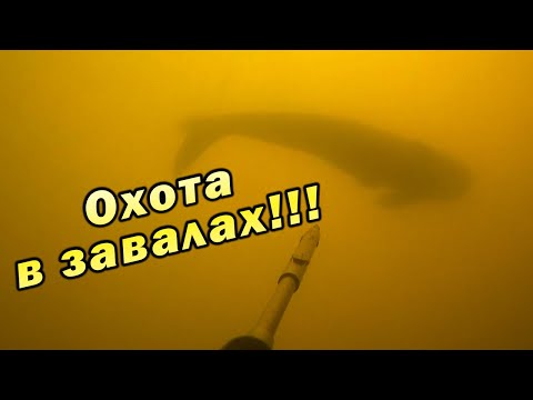 Видео: ВЕСНА 2024!!! ПОДВОДНАЯ ОХОТА В ЗАВАЛАХ И РУСЛЕ!!!