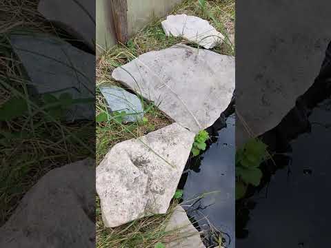 Видео: Красноухие черепахи на даче, кормление живой рыбой, в водоеме.