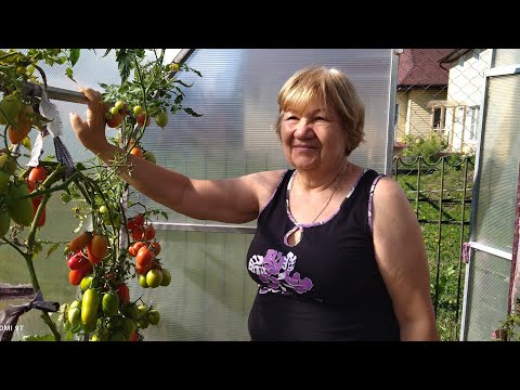 Видео: Очередной сбор томатов!!! 🍅🍅🍅🍅🍅🍅