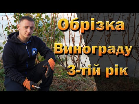 Видео: Обрізка винограду 3тій рік. РОЗІГРАШ. Столовий виноград обрізка.