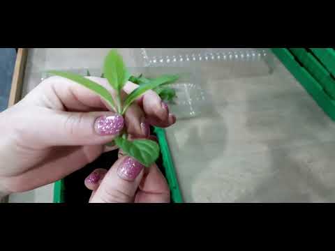 Видео: Черенкование гортензии без проблем.🌱🌺🌱🌺🌱