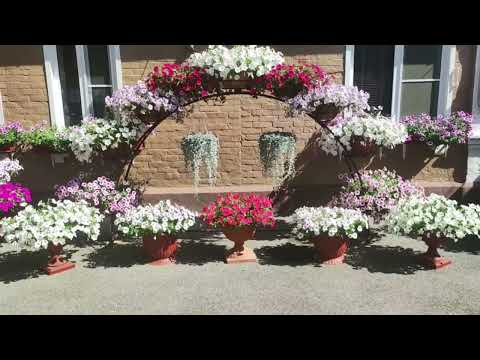 Видео: Шикарное цветение ампельных петуний. Подробный обзор  сортов. Обьем кашпо для петуний. Часть 2.