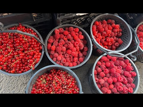 Видео: Тбилиси. Фрукты и овощи на территории бывшего Авлабарского базара. Павильон Джумбера.